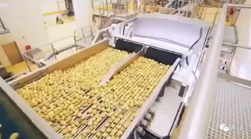 佳盛企智深加工共享工廠 創新農產品生產模式，助力蔬菜產業升級